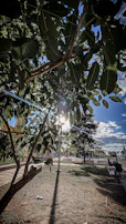 Sunlight streaming through the leaves onto a quiet picnic spot in a park.