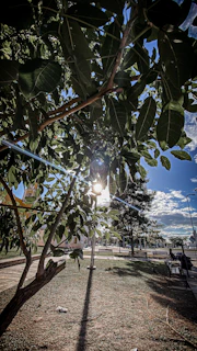 Sunlight streaming through the leaves onto a quiet picnic spot in a park.