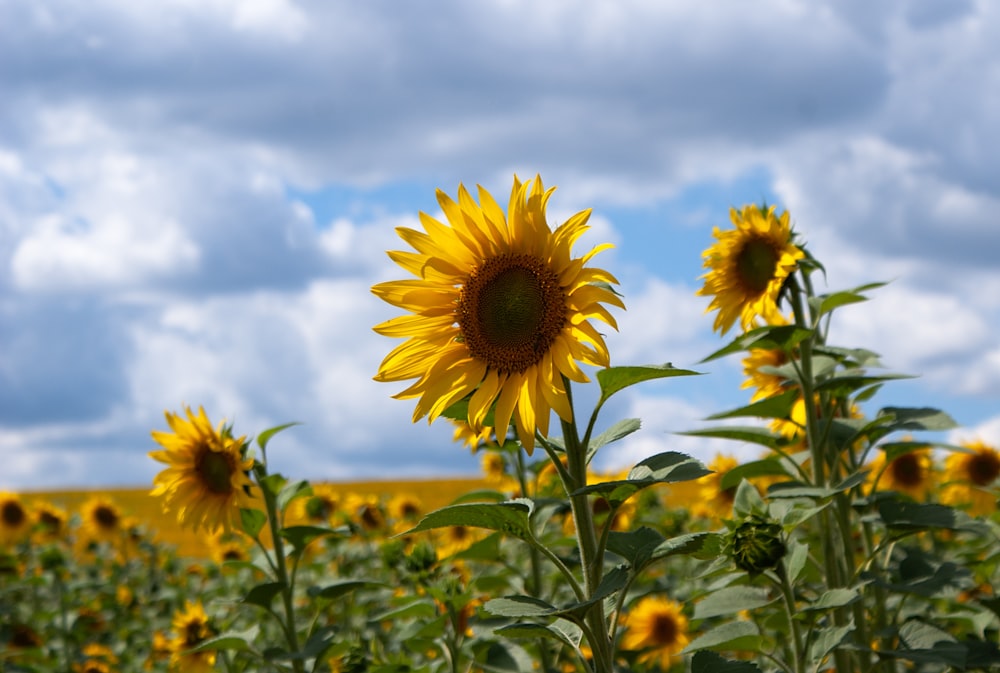 a field of sunflowers with a blue sky in the background