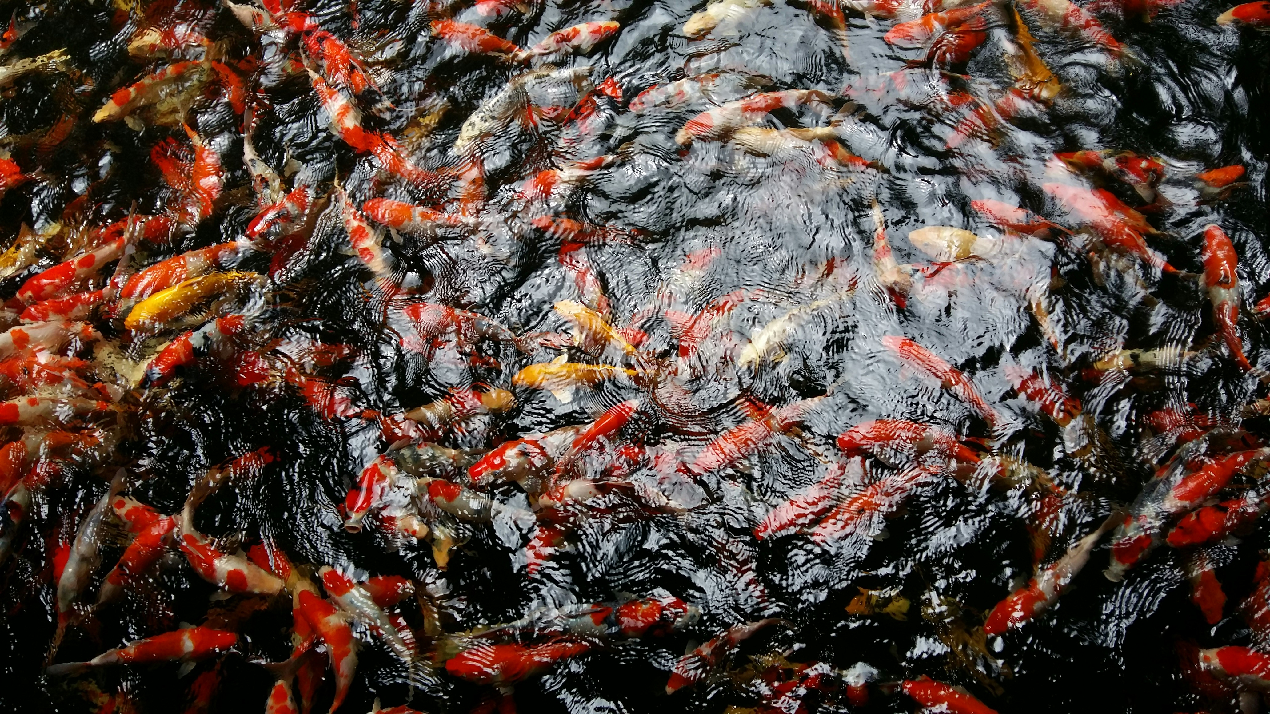 Eine Gruppe von Fischen schwimmt in einem Teich Foto Kostenloses Bild