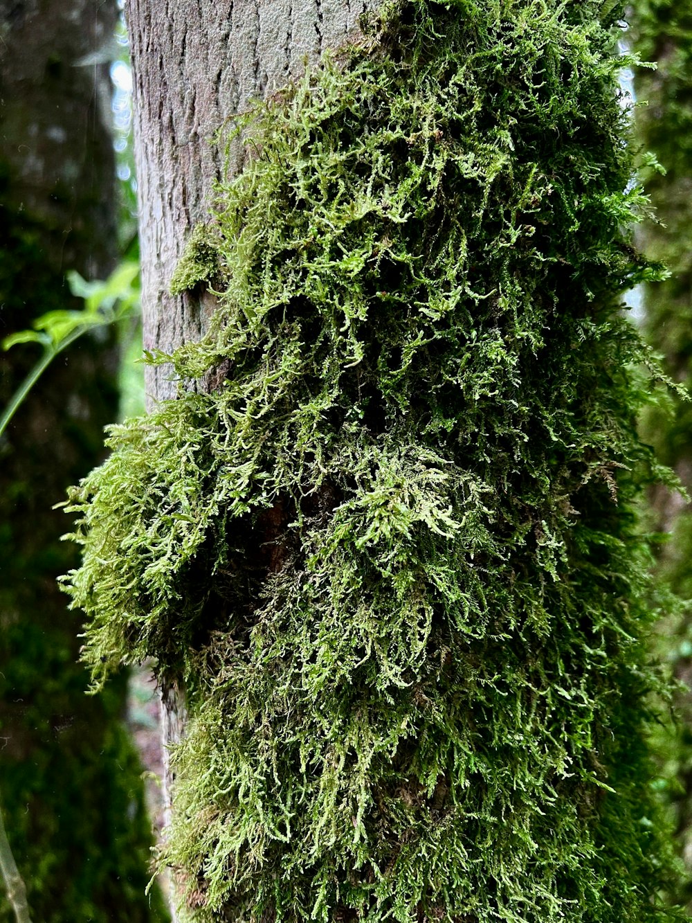 musgo creciendo en un árbol en un bosque