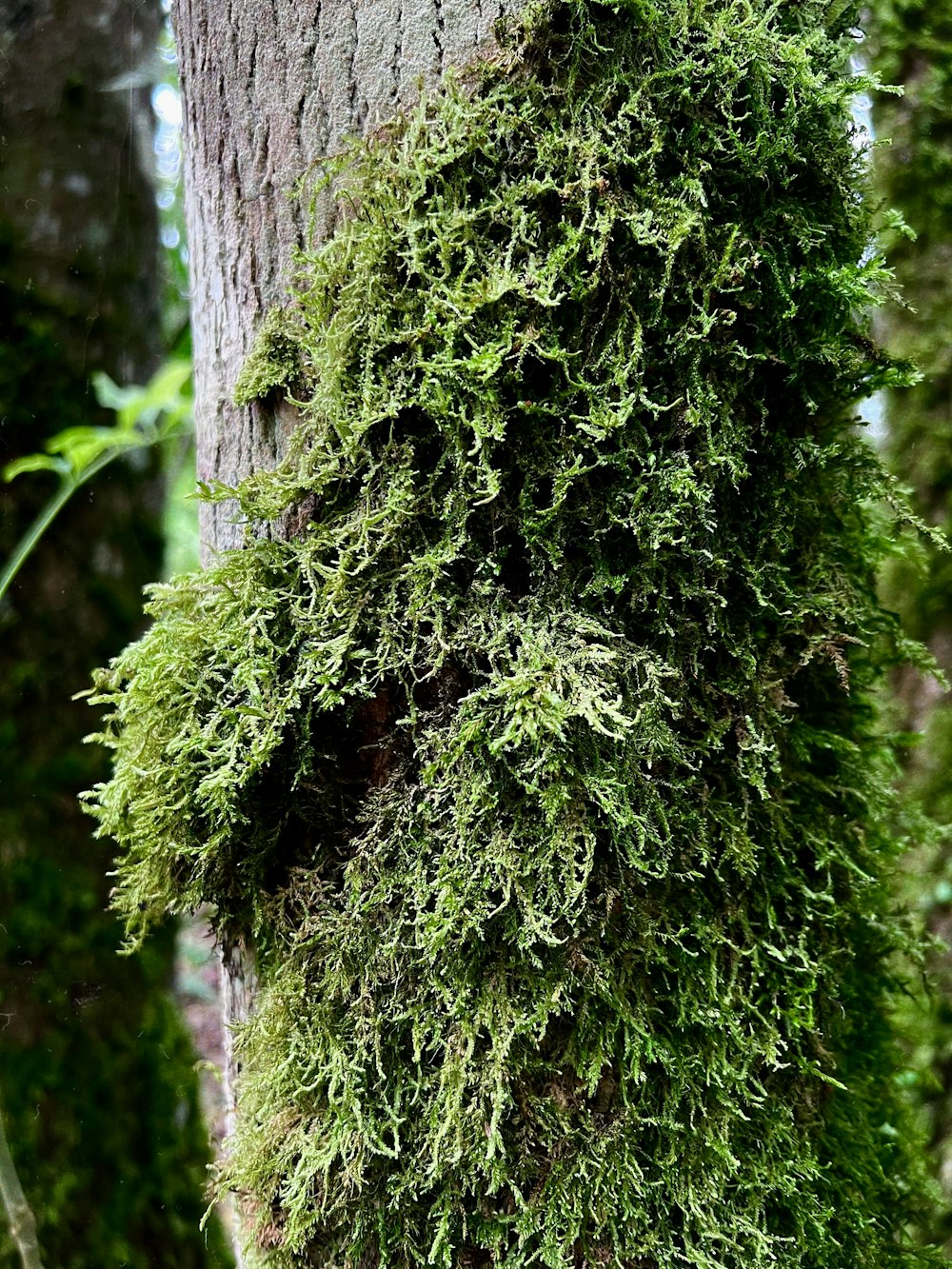 moss growing on a tree in a forest