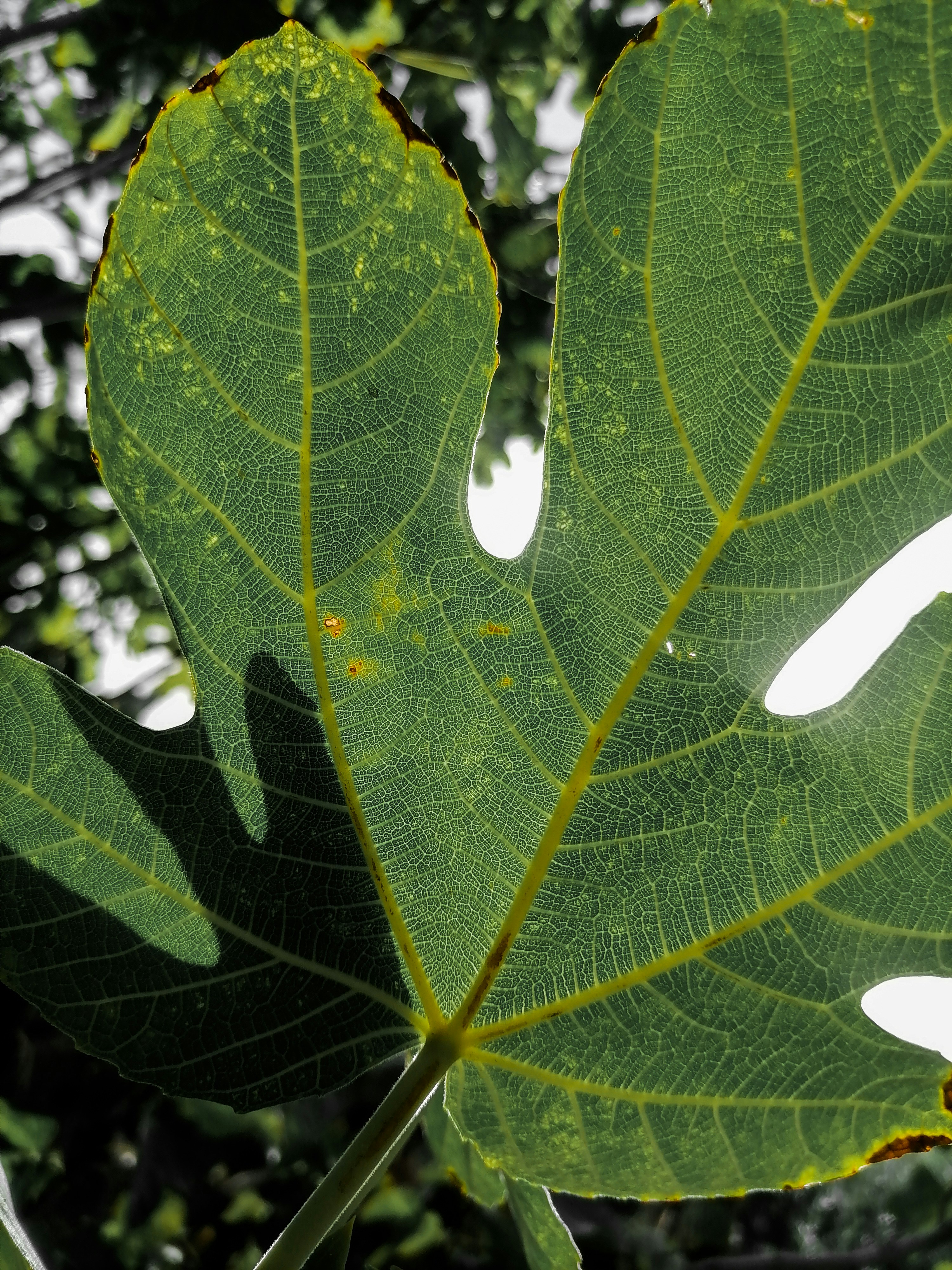 a close up of a green leaf on a tree