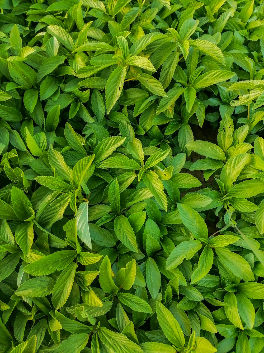 a close up of a bunch of green leaves