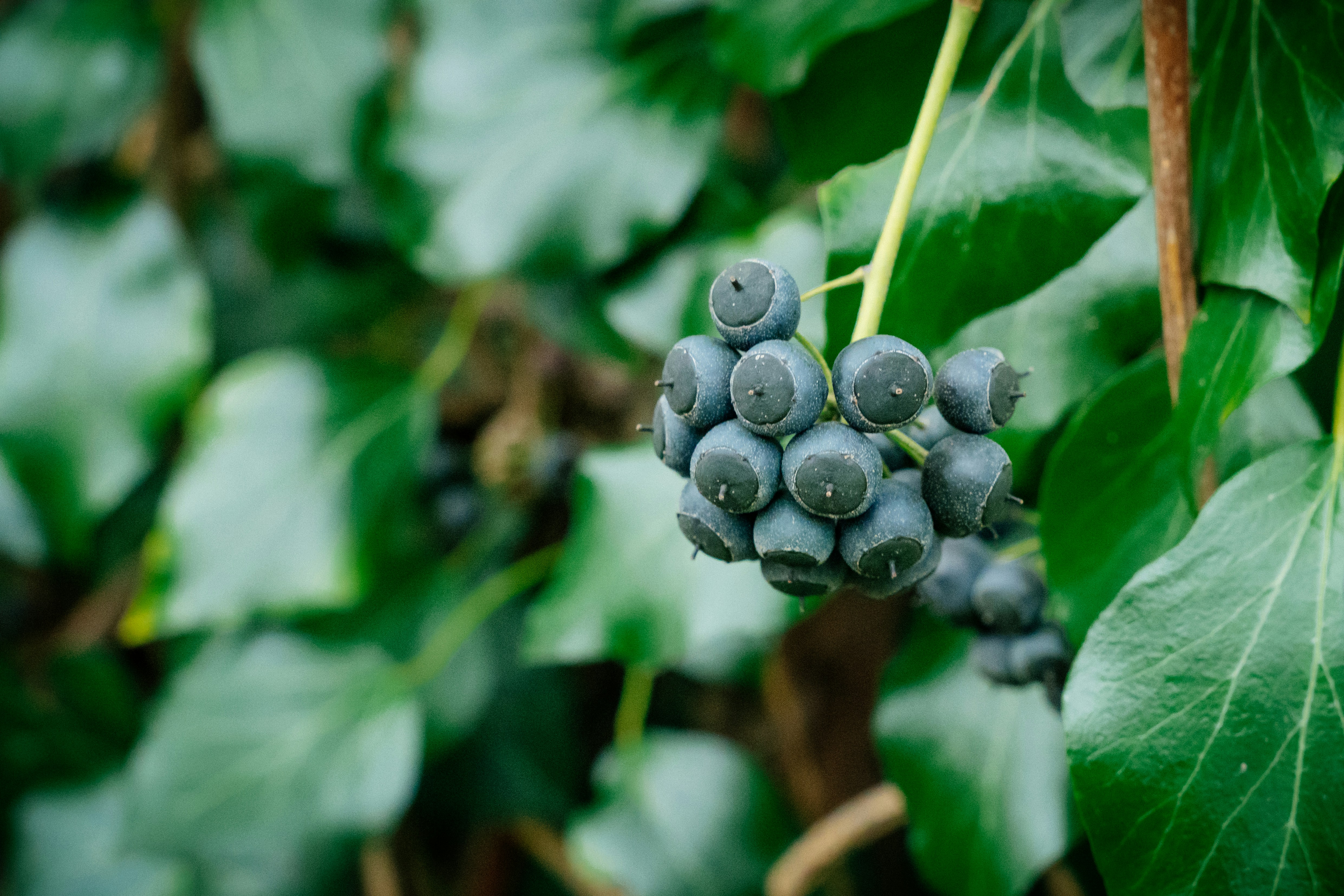 Afbeelding van Maastricht