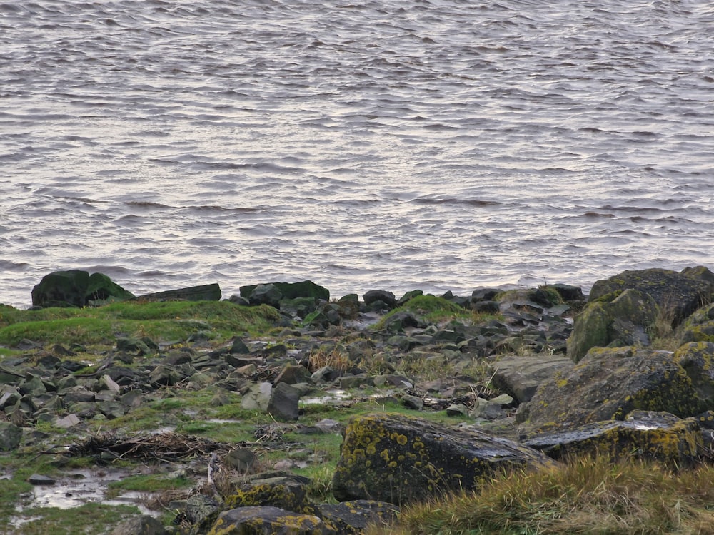 Un uccello è seduto sulle rocce vicino all'acqua