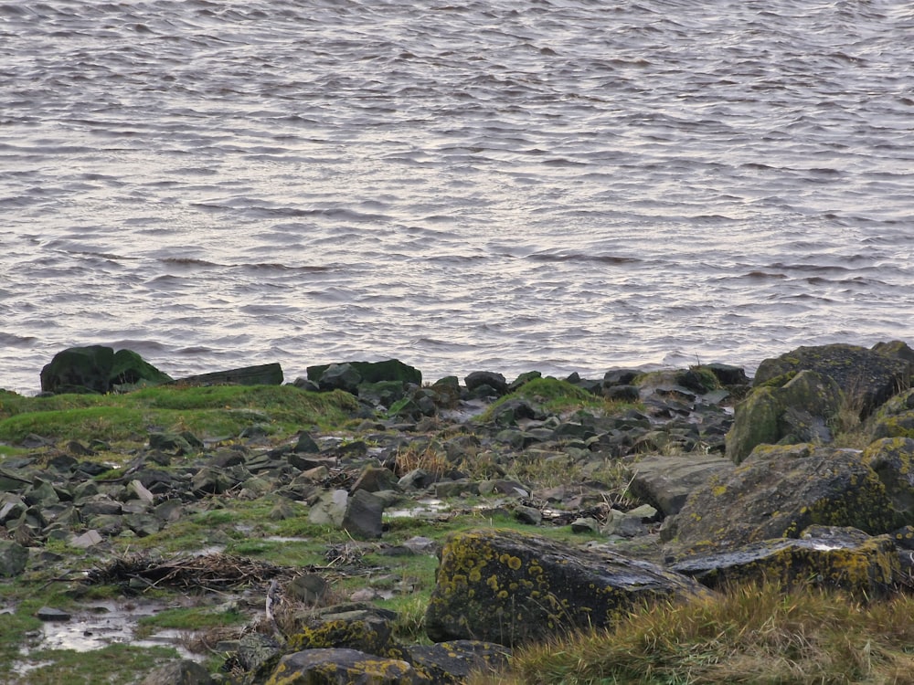 Un pájaro está sentado en las rocas junto al agua