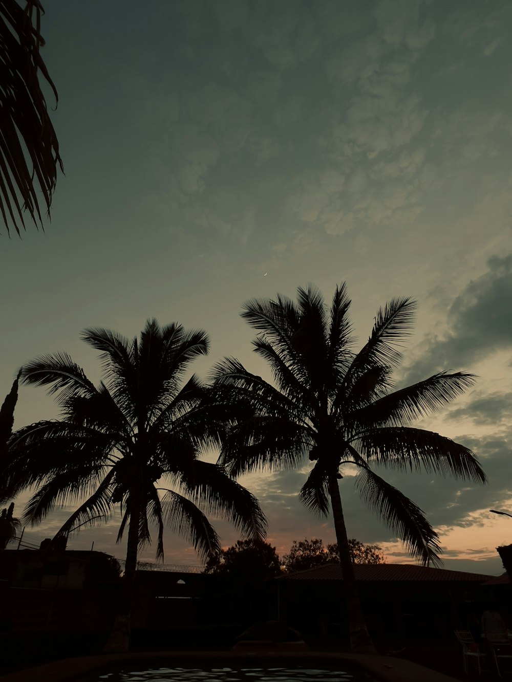 a couple of palm trees sitting next to a swimming pool