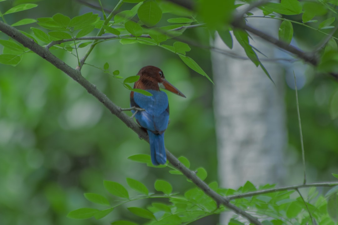 a small blue bird sitting on a tree branch,