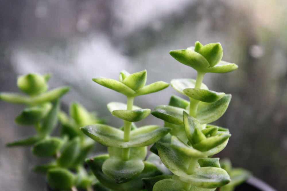 a close up of a plant with green leaves