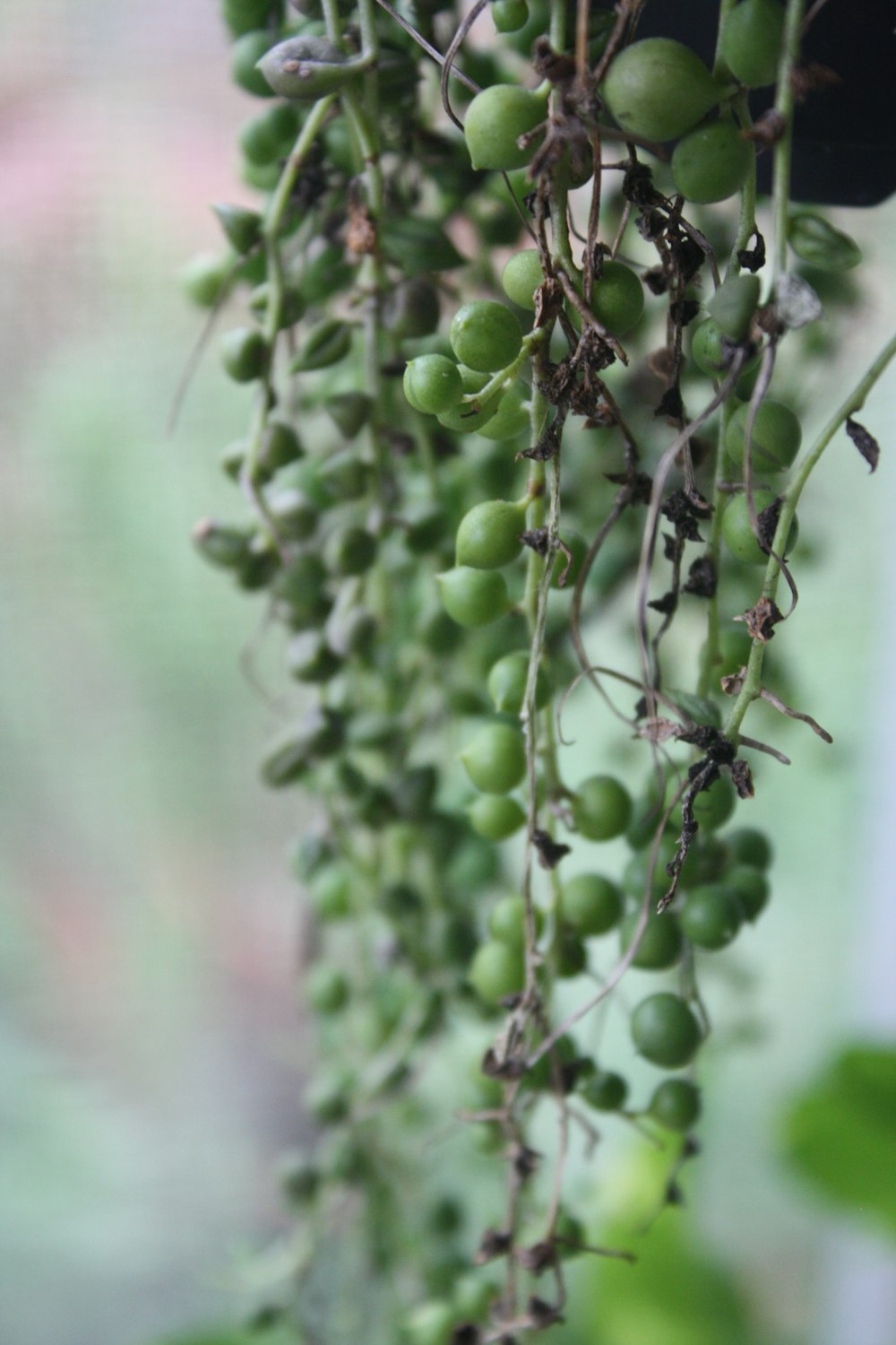 a bunch of green berries hanging from a tree