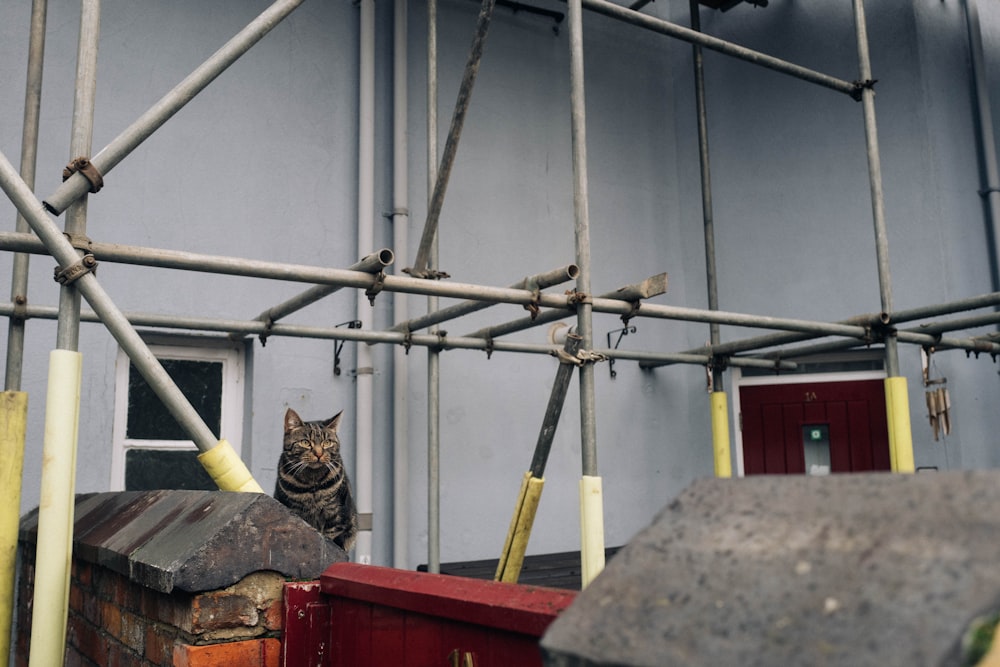 a cat sitting on top of a pile of bricks