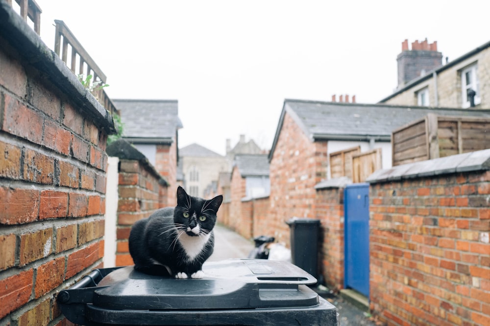 a black and white cat sitting on top of a trash can