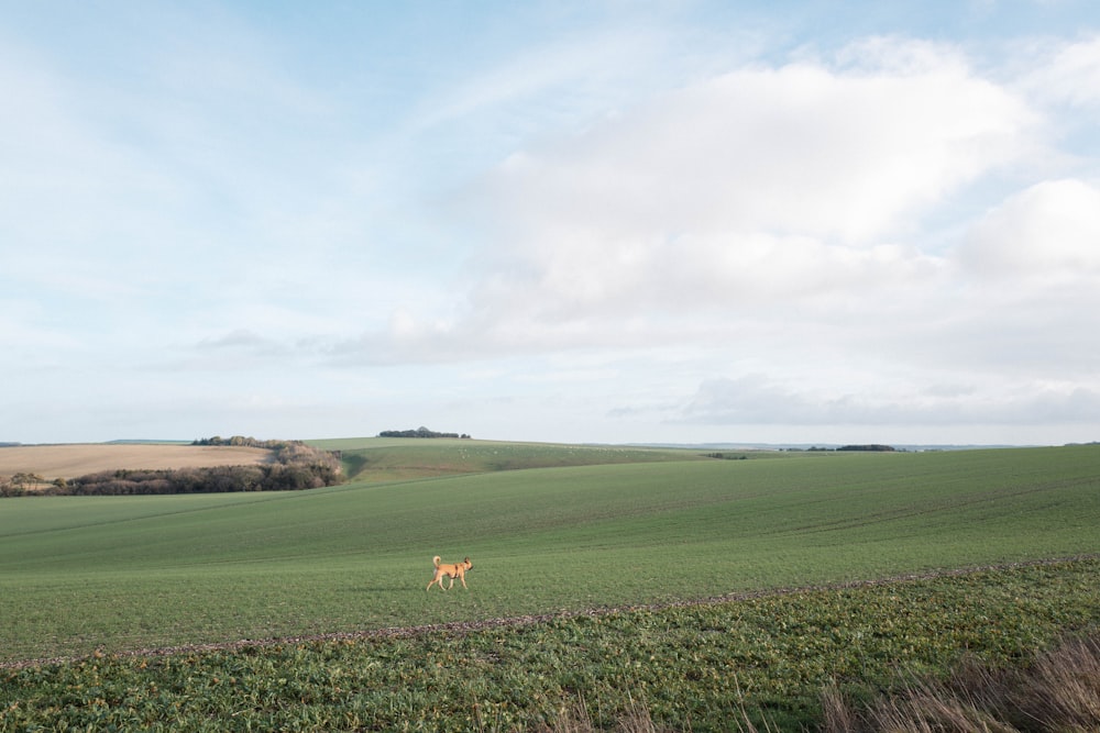 a large field with a deer in the middle of it