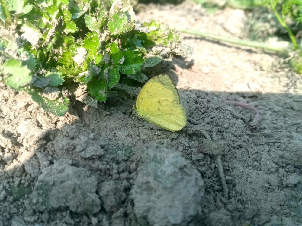 a yellow butterfly sitting on the ground next to a plant