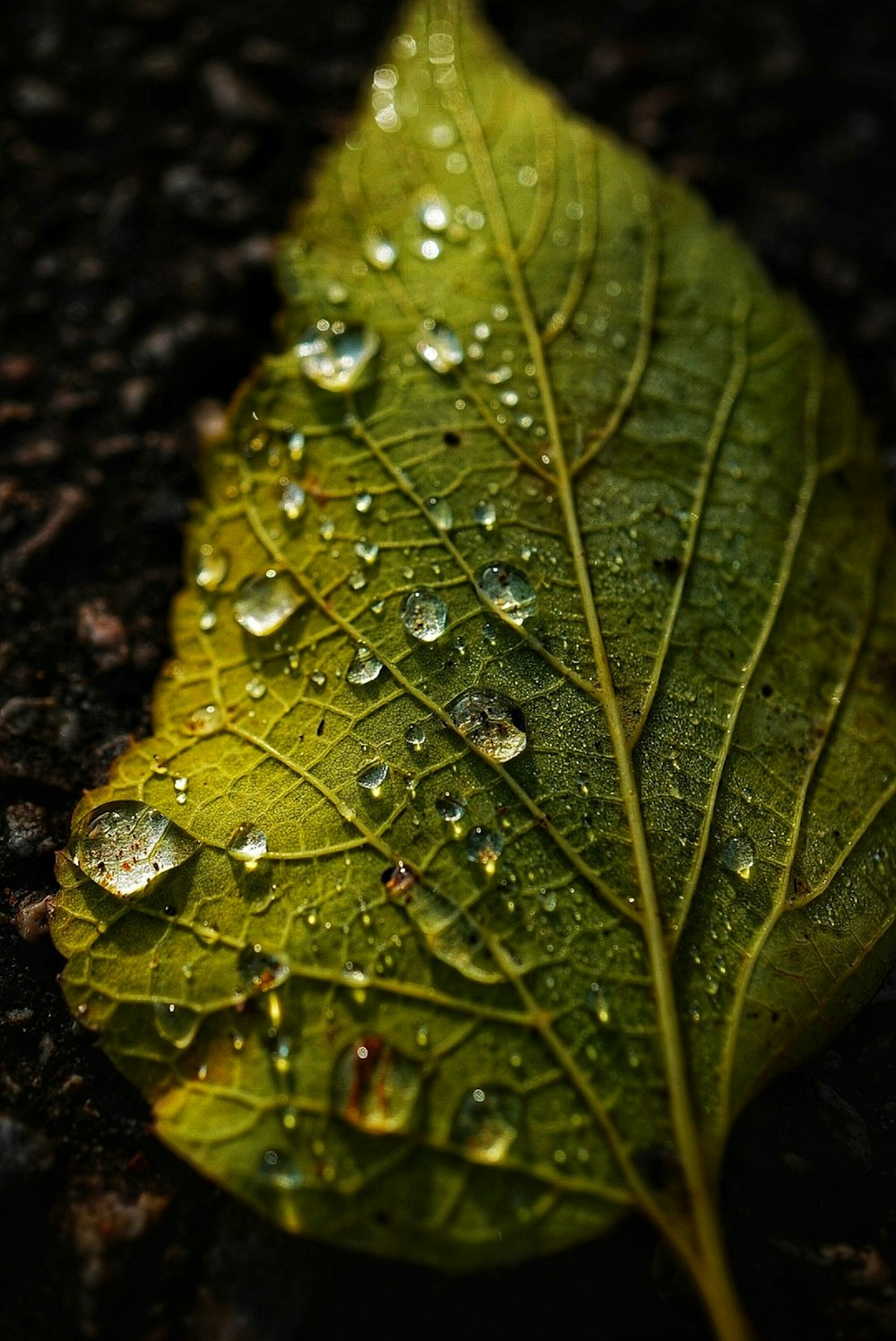 a green leaf with drops of water on it