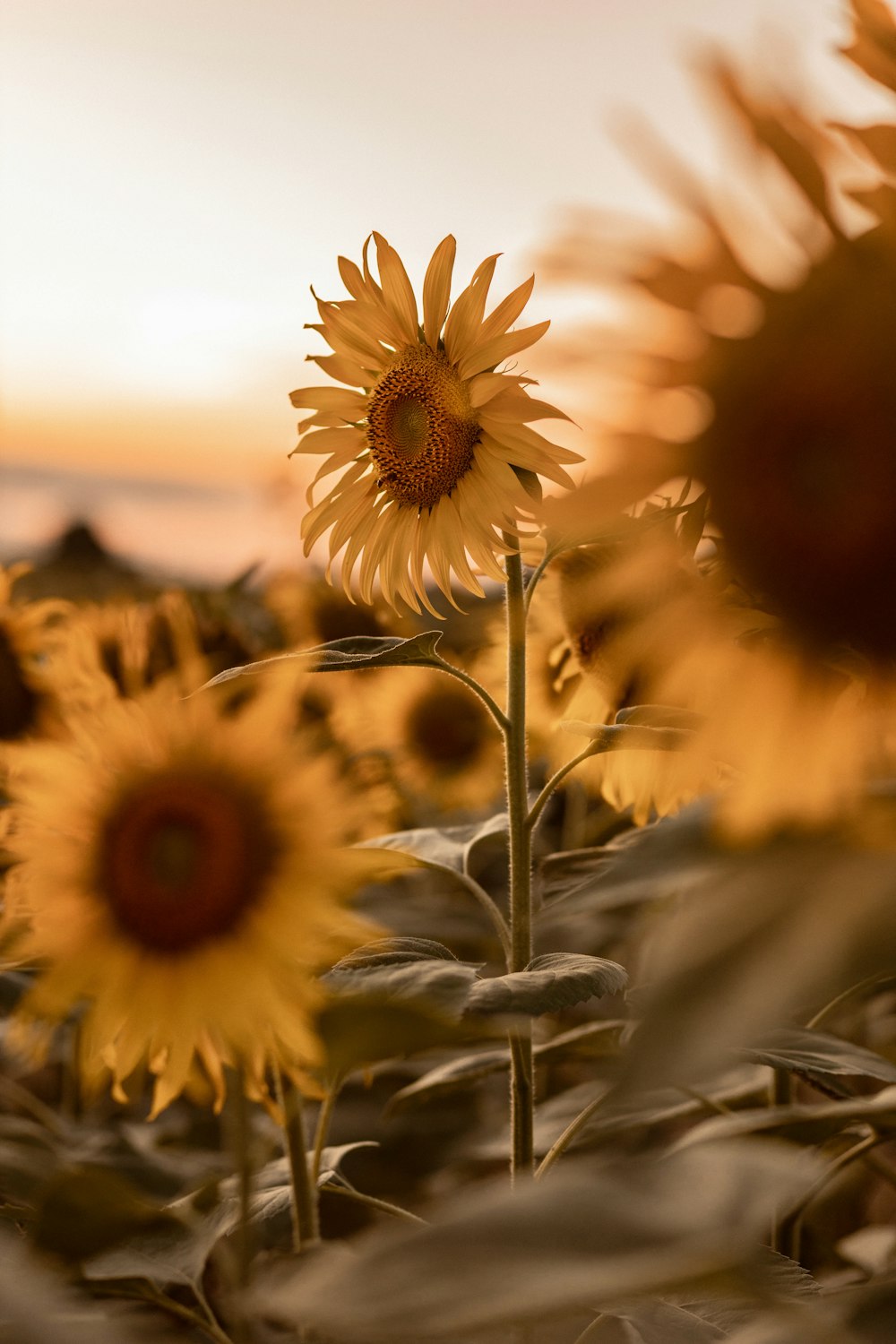 a field of sunflowers with a sky in the background