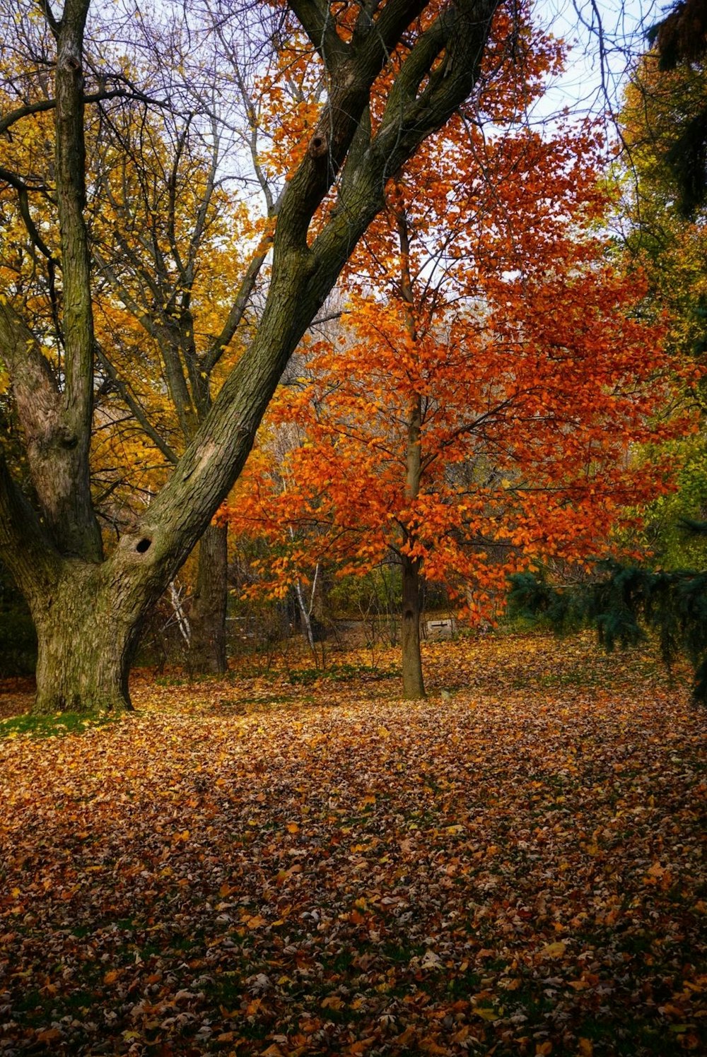 Un árbol en un parque con muchas hojas en el suelo