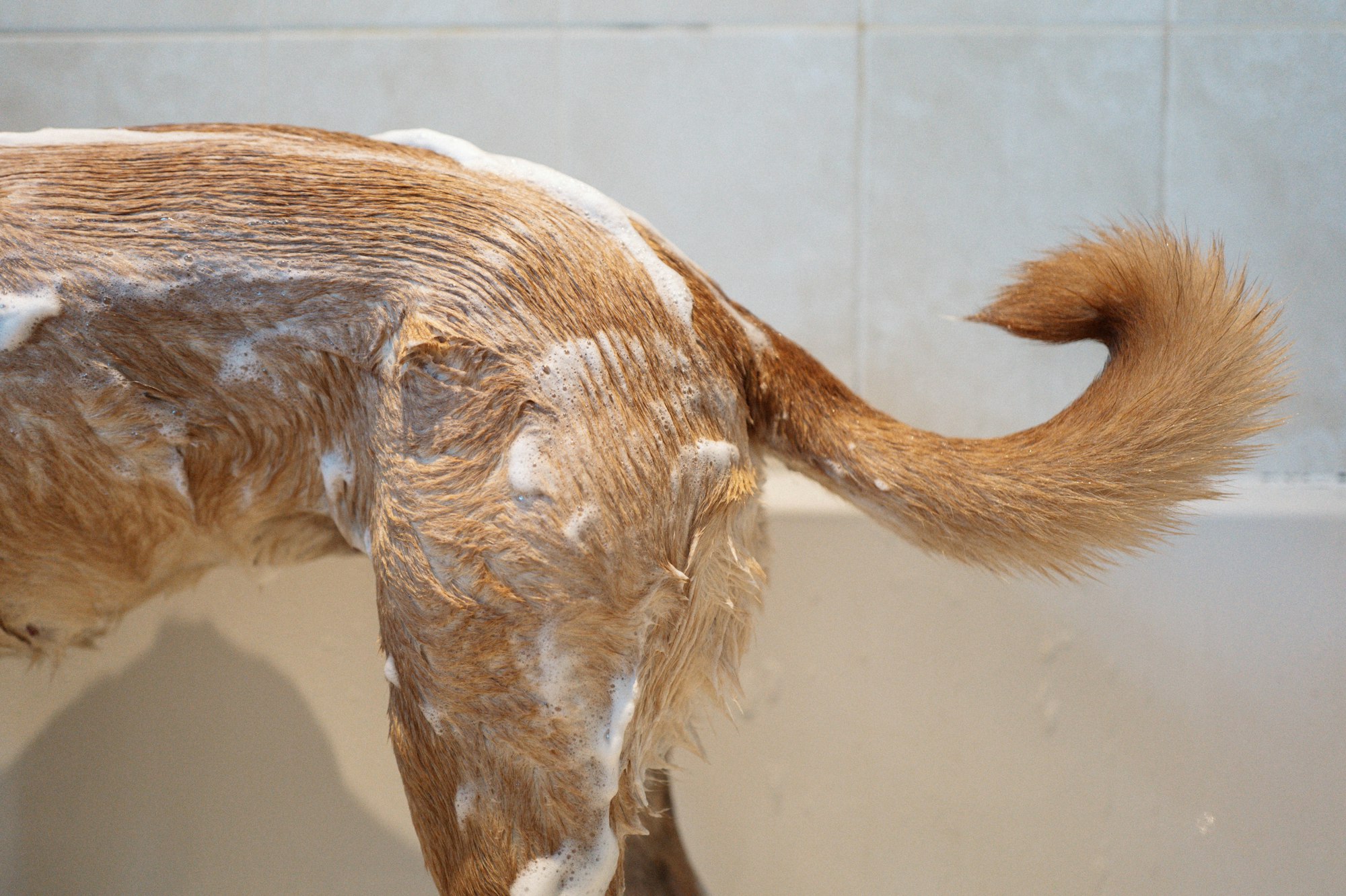 alternatives to dog shampoo