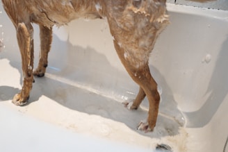 The lower half of a wet dog in a bathtub, with water and soap suds visible around its legs. The white bathtub is slightly soapy, and the lighting suggests a casual indoor setting.