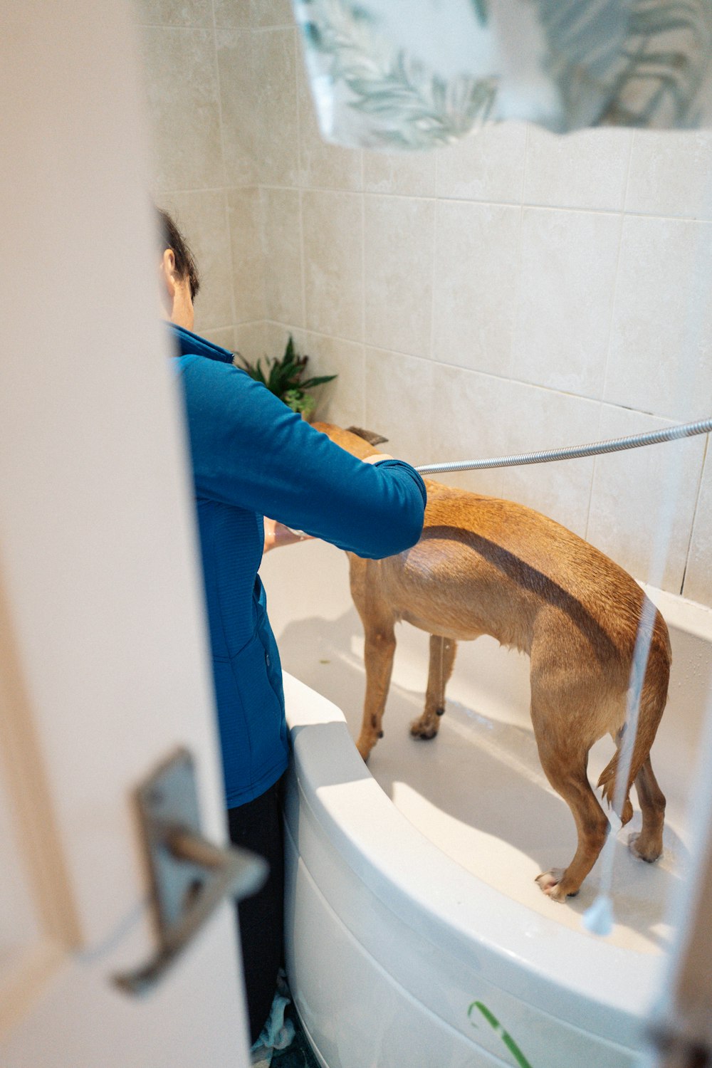 a woman washing a dog in a bathtub