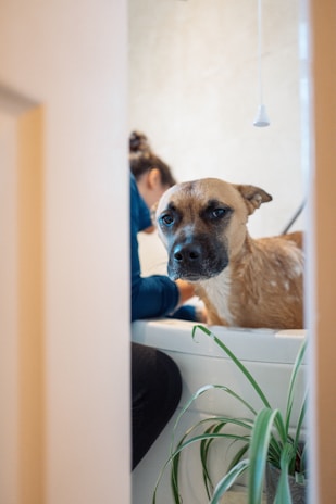 A dog with a wet coat stands in a bathtub while a person in a blue outfit, partially obscured, is attending to it. A green plant is visible at the edge of the bathtub.