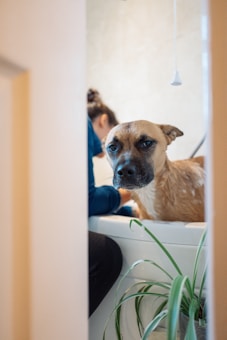 A dog with a wet coat stands in a bathtub while a person in a blue outfit, partially obscured, is attending to it. A green plant is visible at the edge of the bathtub.