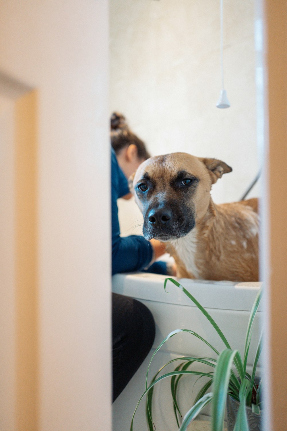 a dog sitting on a toilet looking at the camera