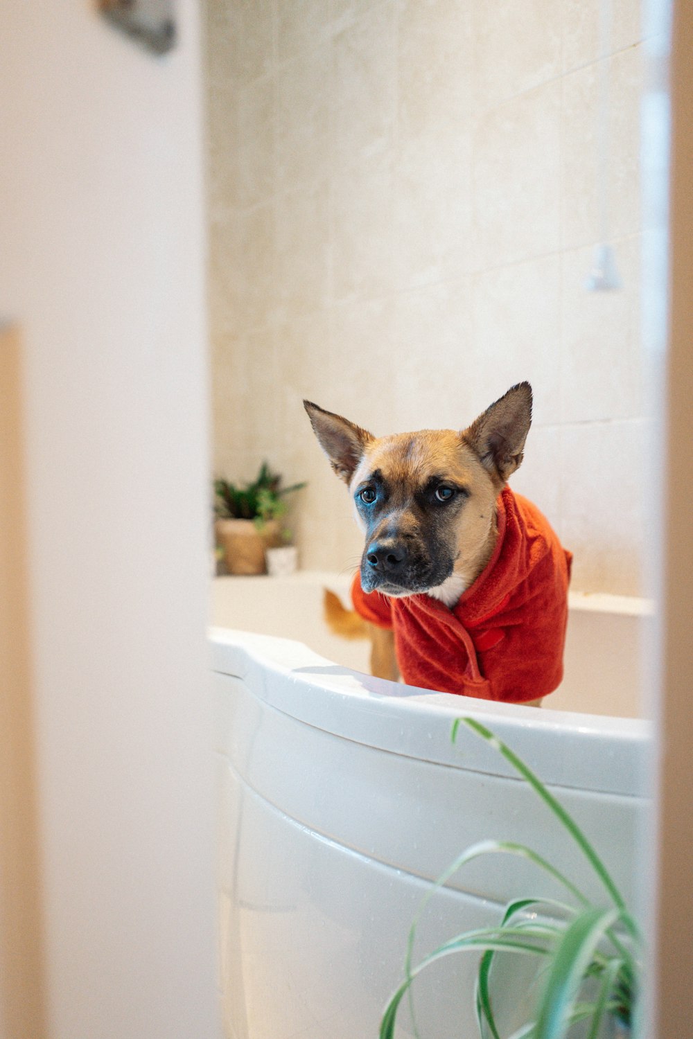 a dog sitting in a bathtub with a sweater on