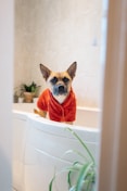 a dog sitting in a bathtub with a sweater on
