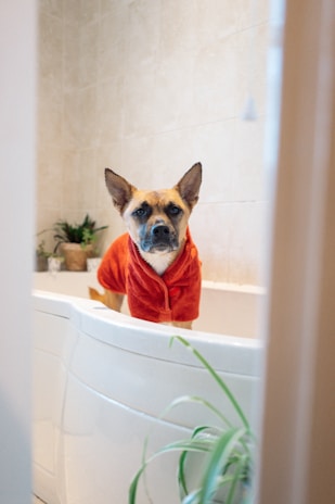 A dog wearing a red bathrobe stands in a white bathtub. The background features beige tiled walls with a few potted plants visible.