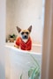 a dog sitting in a bathtub with a sweater on