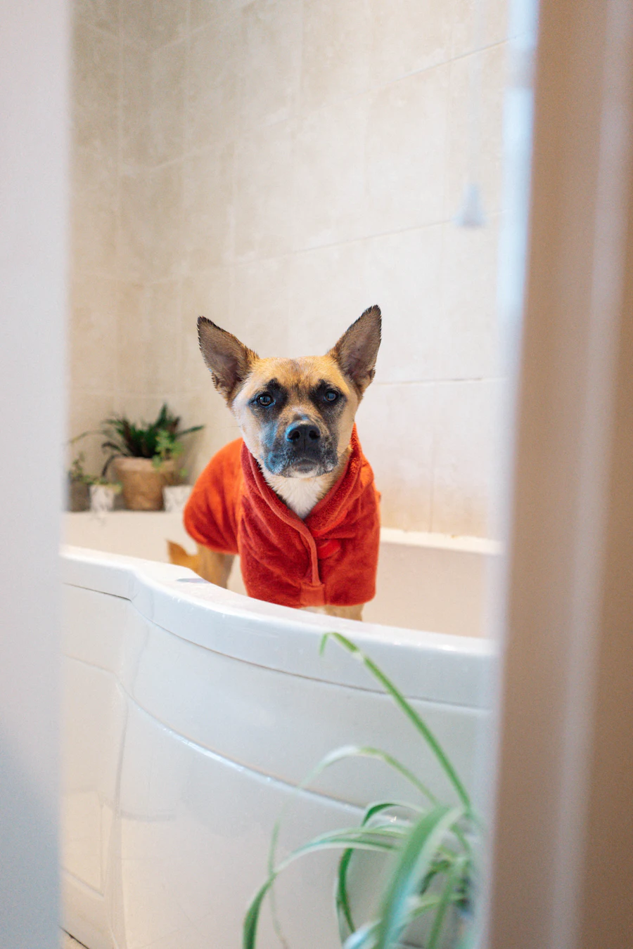 Cachorro dentro da banheira durante o banho