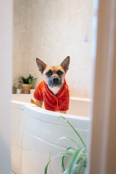 A dog wearing a red bathrobe stands in a white bathtub. The background features beige tiled walls with a few potted plants visible.
