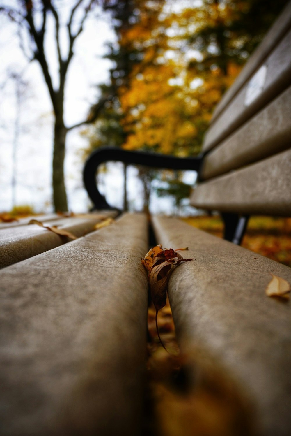 a close up of a bench with leaves on it