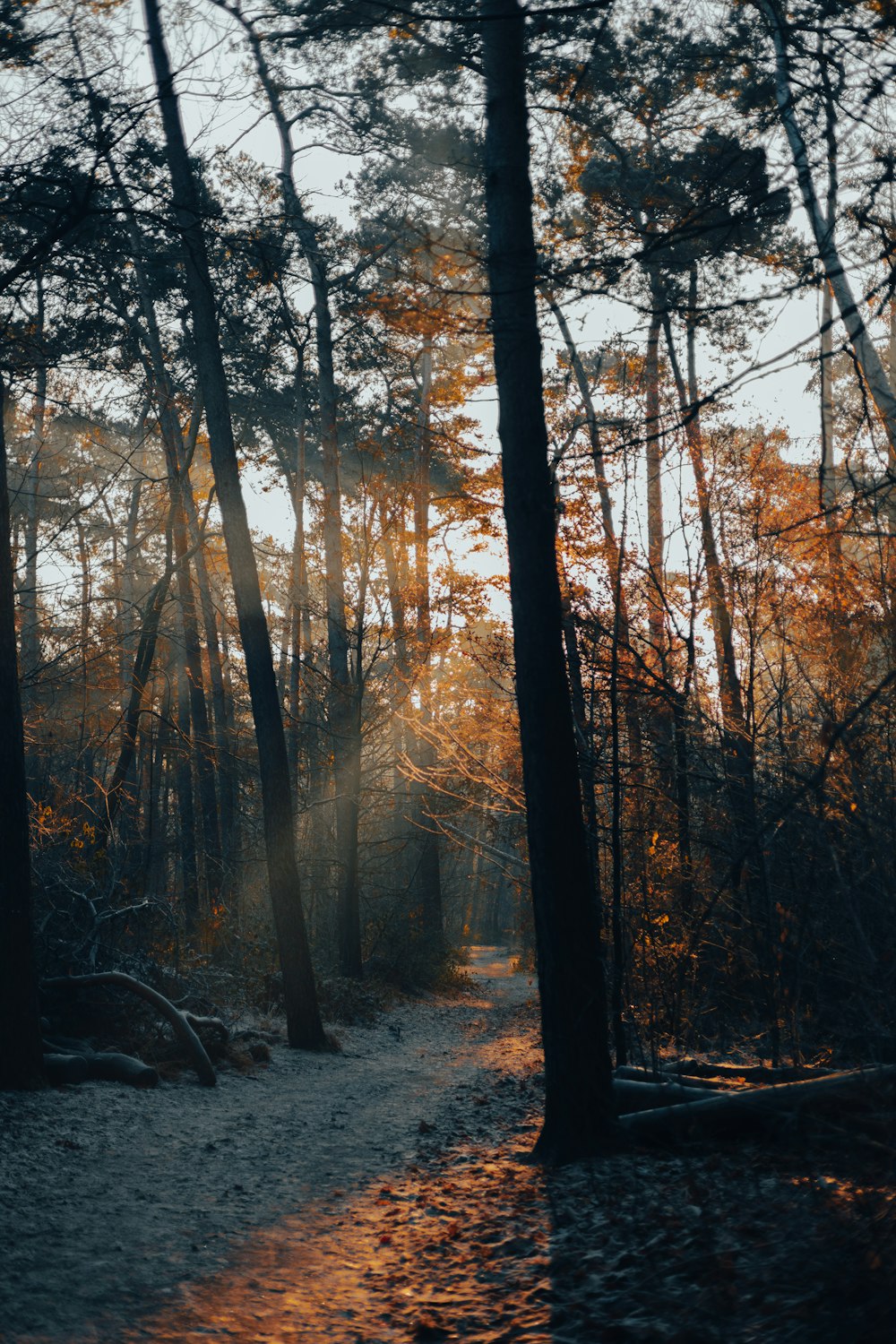 the sun is shining through the trees in the woods