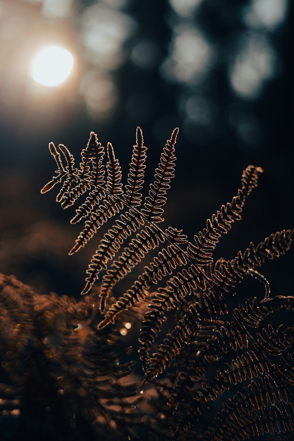 a close up of a plant with the sun in the background