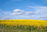 a field full of yellow flowers under a blue sky