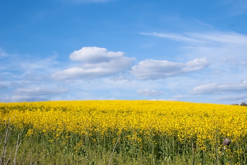 a field full of yellow flowers under a blue sky