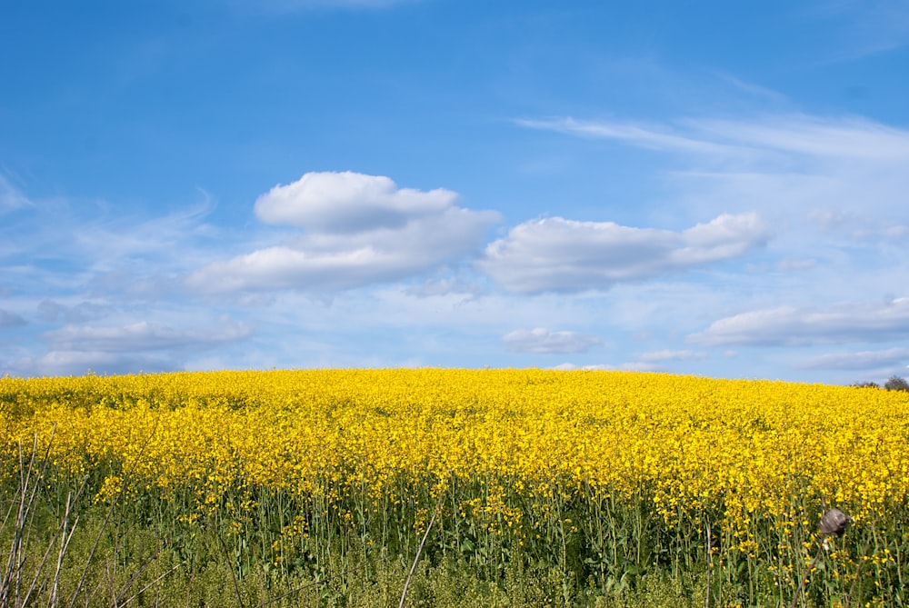 a field full of yellow flowers under a blue sky