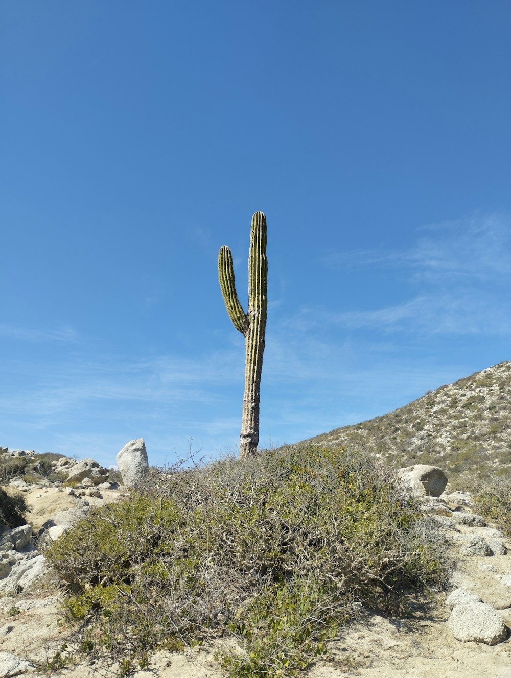 a large cactus on top of a rocky hill