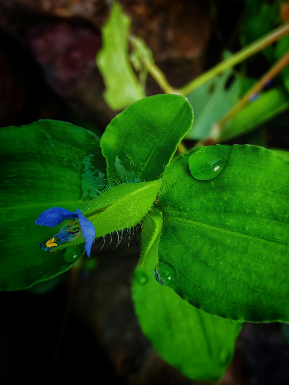 ein grünes Blatt mit einer blauen Blume darauf