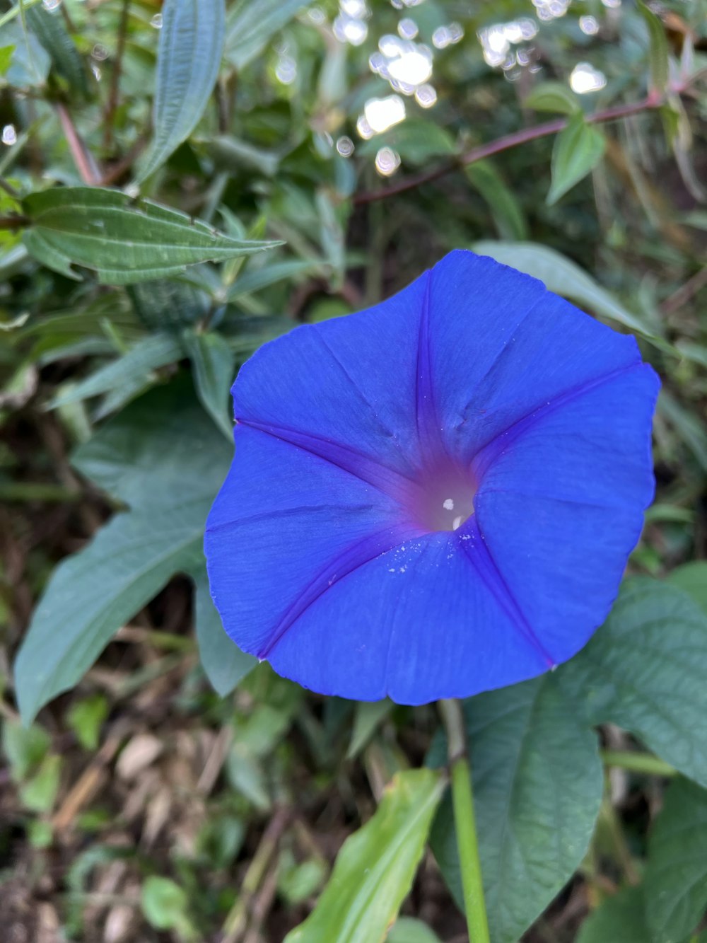 a blue flower with green leaves in the background