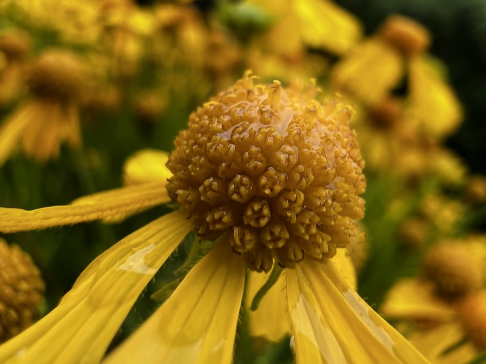 a close up of a yellow flower with water droplets on it