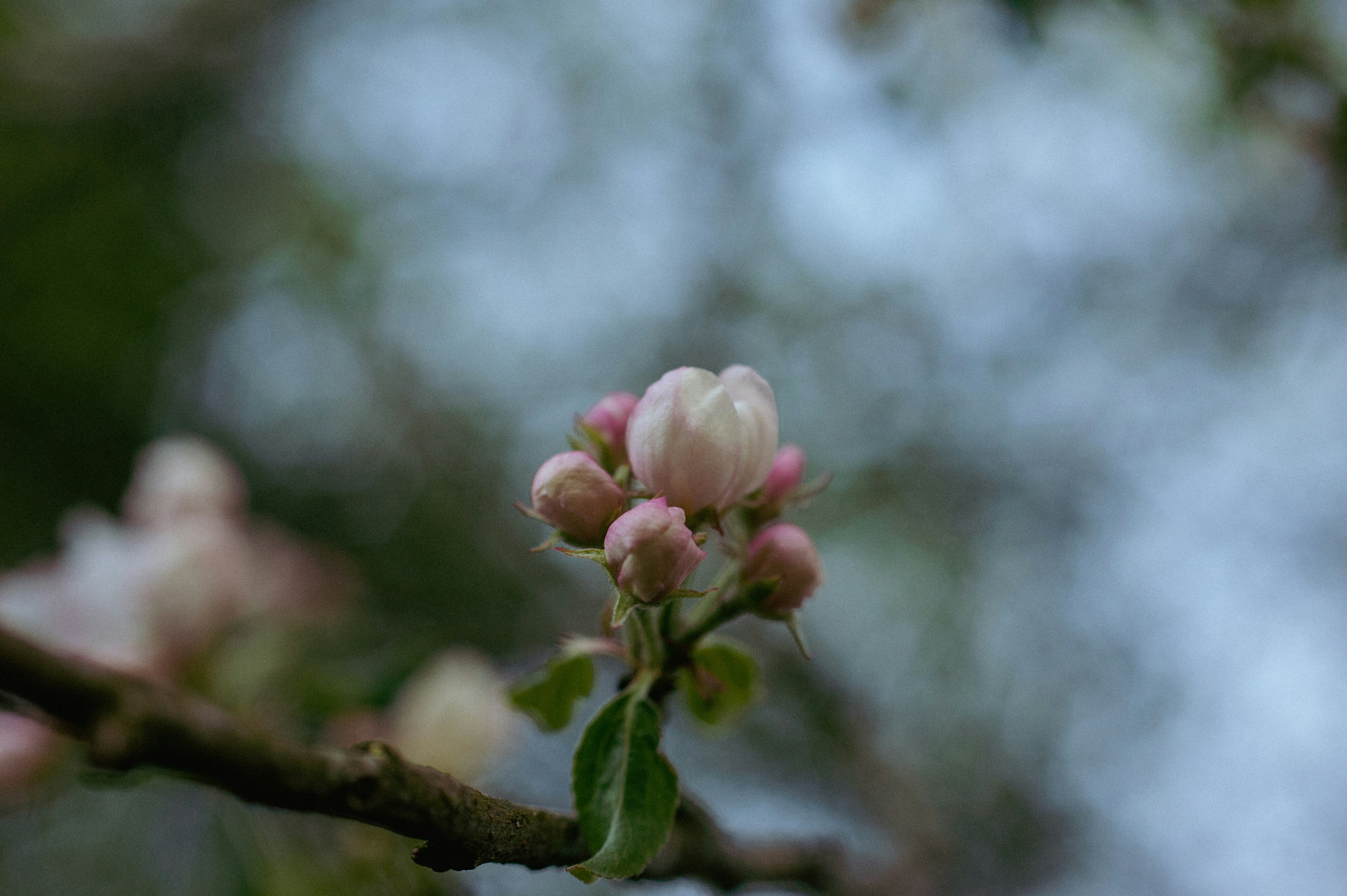 Photo by carinahu