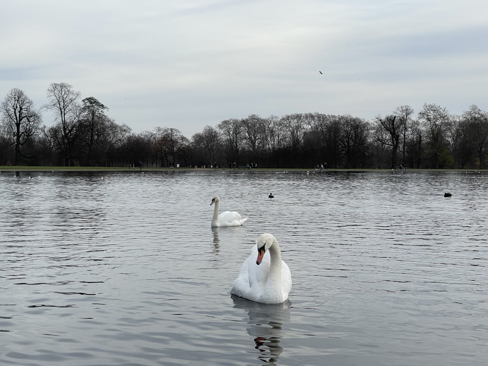two white swans swimming in a lake with trees in the background