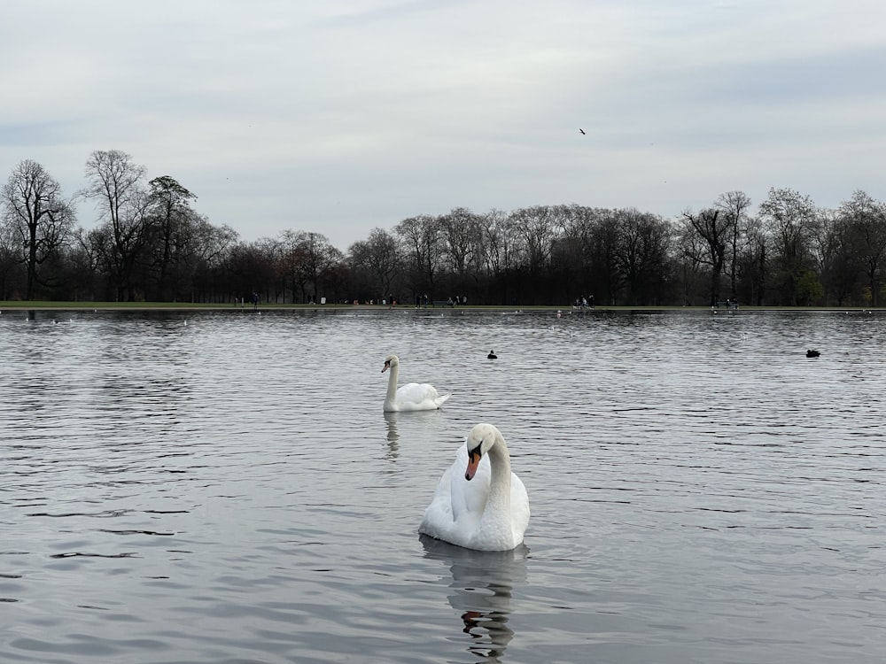 Due cigni bianchi che nuotano in un lago con alberi sullo sfondo