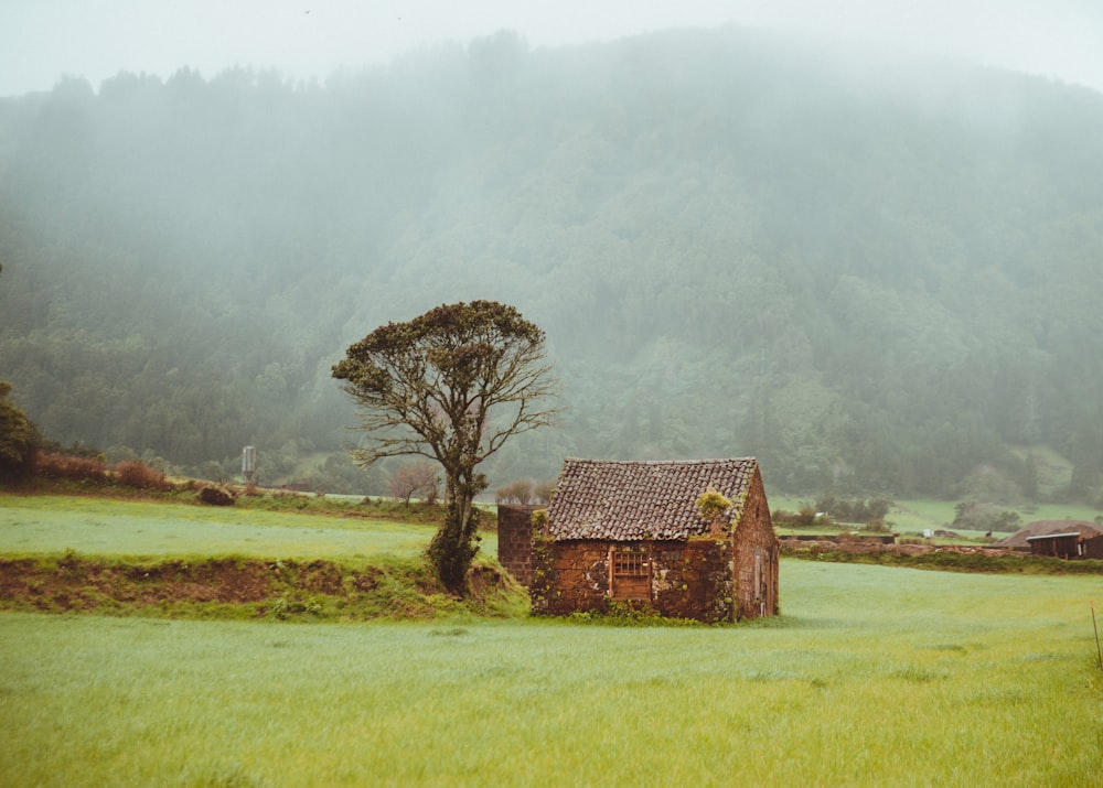 uma casa em um campo com uma árvore em primeiro plano