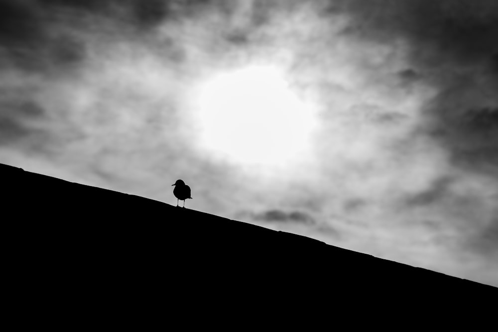 a black and white photo of a bird on a hill