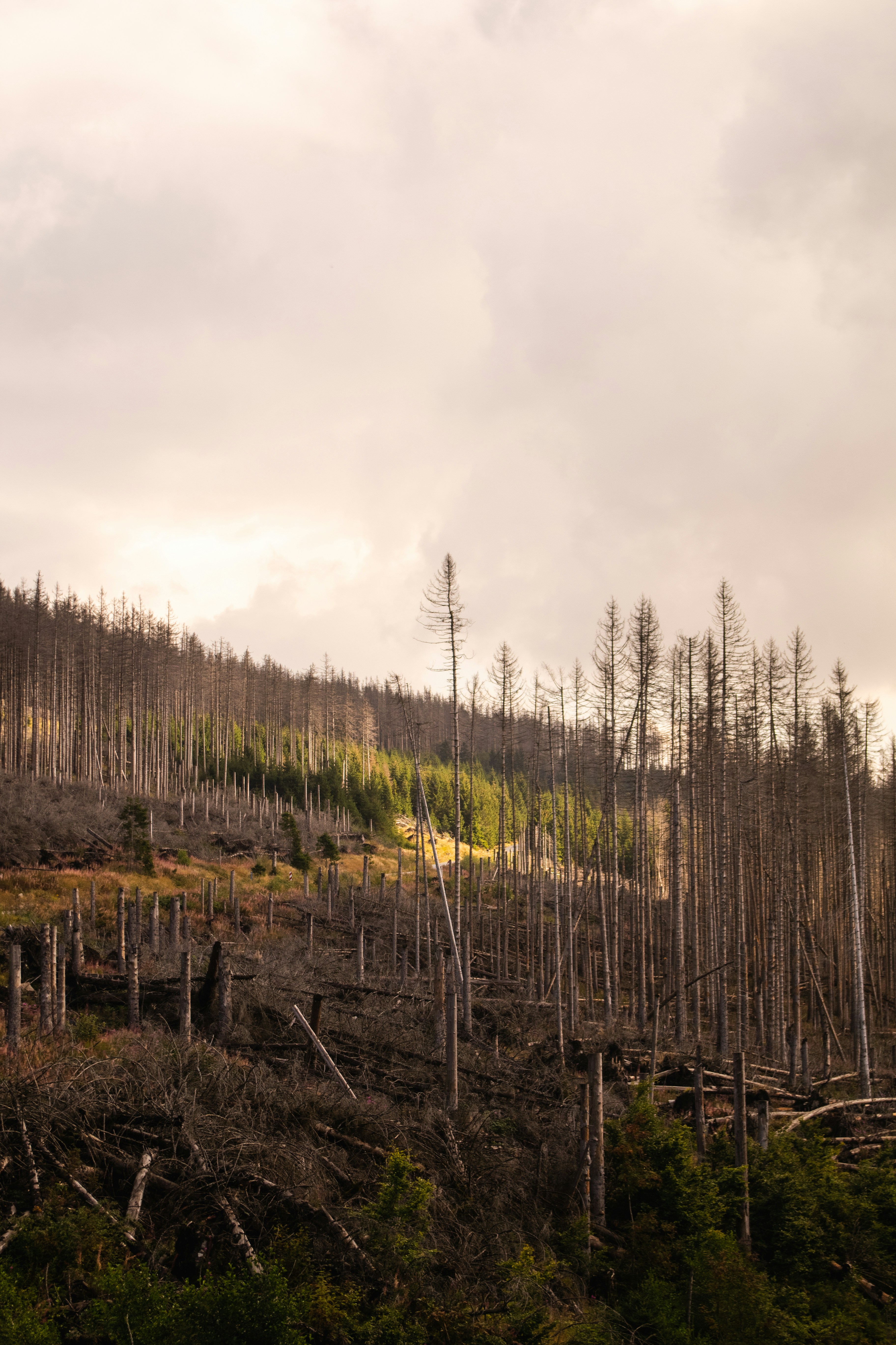 Photo by florianxrebmann